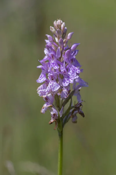 Dactylorhiza fuchsii common spotted orchid flowers in bloom, amazing beautiful purple white wild flowering plants on highlands meadow