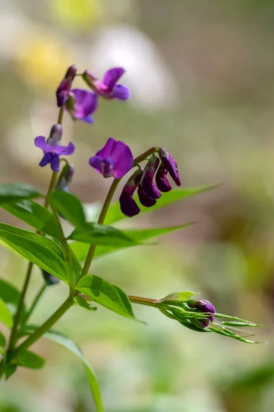 Lathyrus Vernus Dzikie Purpurowe Kwiaty Fioletowe Rozkwicie Wiosna Kwitnące Rośliny — Zdjęcie stockowe