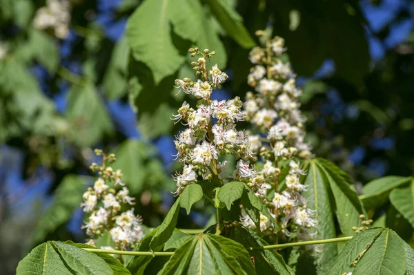 Aesculus hipokastanum at kestanesi ağacı çiçek açmış, bir grup beyaz çiçek ve dallarda yeşil yapraklar