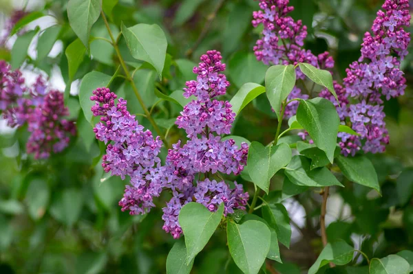 Syringa Vulgaris Фіолетовий Пурпуровий Кущ Цвітіння Групи Ароматизованих Квітів Гілках — стокове фото