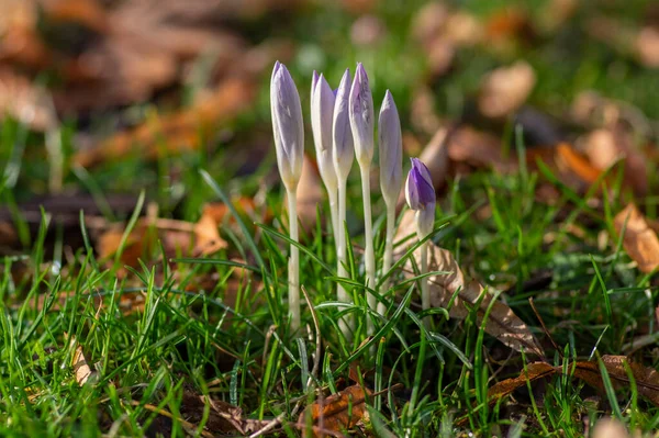 Crocus Tommasinianus Pálido Violeta Brilhante Planta Floração Laranja Flores Madeiras — Fotografia de Stock