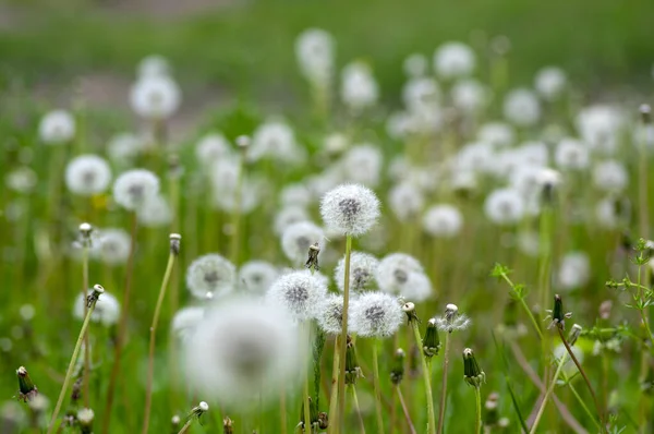 Diente León Común Taraxacum Officinale Flores Descoloridas Parece Bola Nieve — Foto de Stock