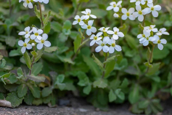 Arabis Caucasica Arabis Mountain Rock Cress Springtime Flowering Plant Causacian — Stock Photo, Image