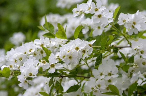 Exochorda Racemosa Χιονάτη Θάμνος Ανθισμένο Καλλωπιστικό Φυτό Πράσινα Φύλλα Κλαδιά — Φωτογραφία Αρχείου