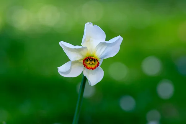 Narcissus Poeticus Poeticus Poets Narzisse Blühende Wildpflanze Bezaubernde Weiße Gelbe — Stockfoto