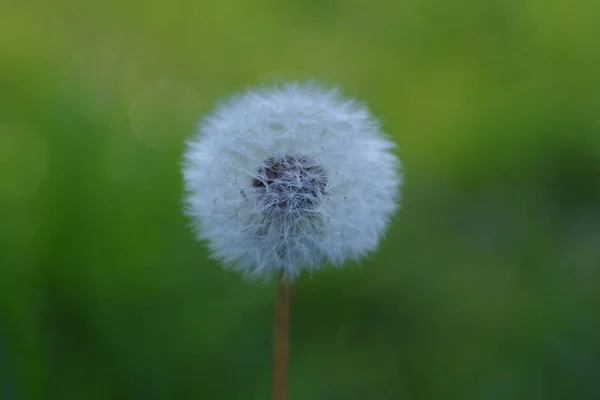 Κοινό Πικραλίδα Taraxacum Officinale Ξεθωριασμένα Λουλούδια Μοιάζει Χιονόμπαλα Ώριμα Φρούτα — Φωτογραφία Αρχείου