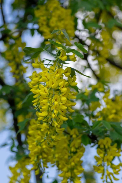 Laburnum Anagyroides Ramas Arbustos Ornamentales Flor Contra Cielo Azul Pequeño — Foto de Stock