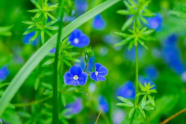 Veronica Chamaedrys Germander Speedwell Flowering Plant Small Flowers Deep Blue — Stock Photo, Image