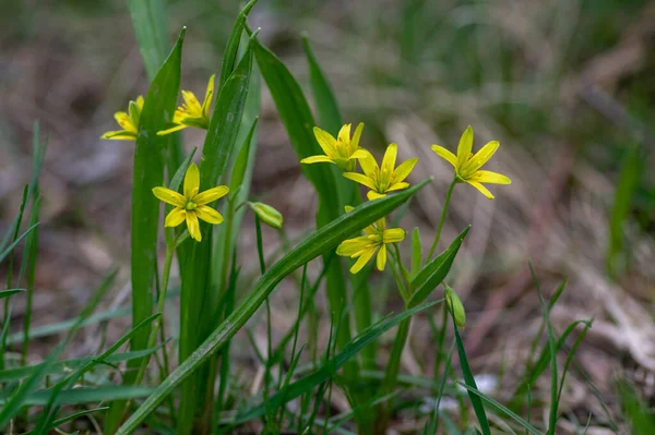 Gagea Lutea Amarillo Brillante Estrella Belén Planta Con Flores Racimo — Foto de Stock