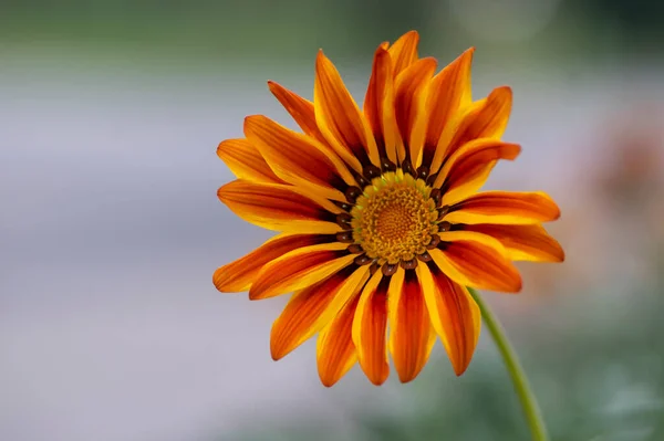 Gazania Rigens Splendens Treasure Flowers Bloom Orange Yellow Cultivated Ornamental — Stock Photo, Image