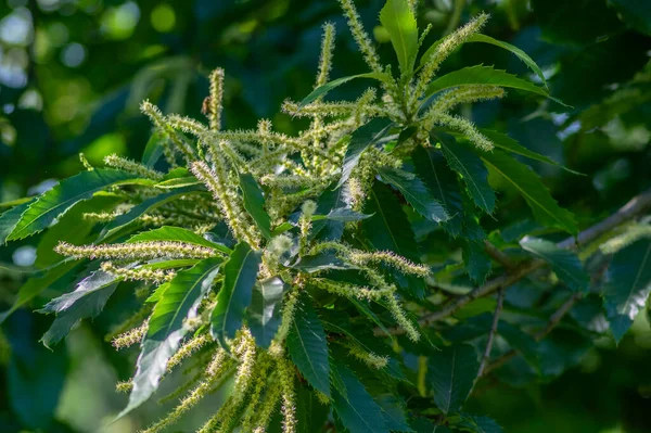 Castanea sativa beyaz kestane çiçekli ağaç, çiçeklerle dolu dalların ayrıntıları, yeşil yapraklar.