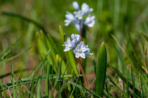 Puschkinia Scilloides Flores Bulbosas Primavera Temprana Flor Pequeña Planta Floración — Foto de Stock