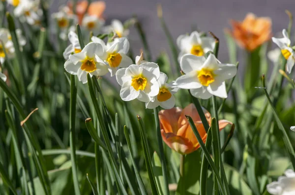 Narcissus Tazetta Papierweißer Strauß Blühende Narzissen Vorfrühling Blühende Weiße Gelbe — Stockfoto