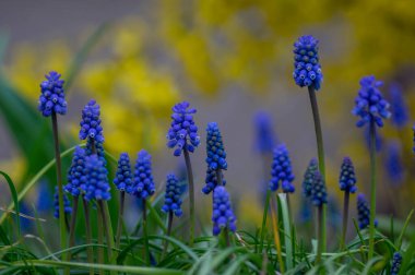 Muscari Ermeniacum, çiçek açmış bahar üzümü sümbülü çiçekleri, bir demet koyu mavi çiçekli bitkiler, yeşil yapraklar ve gövde