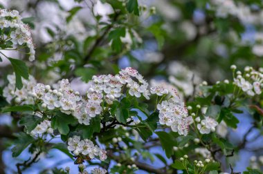 Crataegus laevigata dikenli ağaç baharda çiçek açar, küçük yeşil yapraklı dallar ve çiçek ve tomurcuk yaprakları