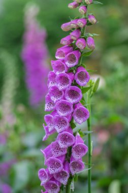 Digitalis purpurea çiçek açmış yüksükotu çiçekleri, güzel mor ağaçlık bitkiler, yeşil uzun saplı ağaçkakanlar