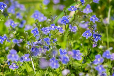 Veronica Chamaedrys, Alman hız limitinde çiçek açan bitki, çiçek açan koyu mavi yapraklı küçük çiçekler, çayır çimlerinde büyüyen yeşil yapraklar,