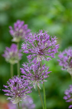 Allium hollandicum Pers soğanı sarımsaklı mor çiçekli çiçek, çiçekli süs çiçekleri, uzun saplı, top şeklinde