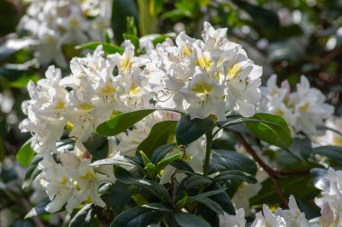 Rhododendron Madam Masson. Sarı noktalı beyaz çiçekler. Çiçek açan yeşil çalılar, dallarda yeşil yapraklar.