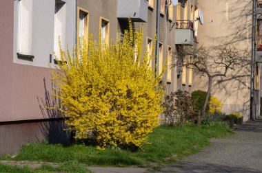 Forsythia iç medya sınırları süslemeleri parlak sarı bahar çiçekli çalılar dallarda açan güzel çiçekler