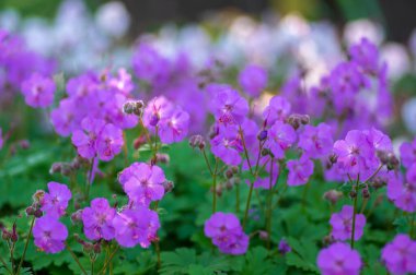 Geranium cantabrigiense karmina tomurcuklanan bitkiler, bir grup süs pembe turna gagalı çiçekler güneş ışığında bahçede çiçek açtılar.