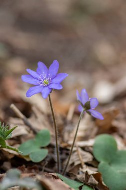 Anemone hepatica yaygın karaciğer otu böbrek otu çiçekleri açmakta, ilkbaharın başlarında çiçek açan mavi ormanlık orman bitkisi