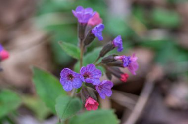 Pulmonaria çiçekleri, ilkbaharın başlarında çiçek açan bitkiler, ormanda yaprakları olan pembe mor ve mavi menekşe çiçekleri grubu
