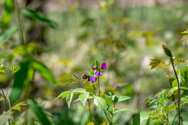 Lathyrus vernus vahşi mor menekşe çiçekleri açan bahar çiçekleri ormanda, yeşil yapraklar