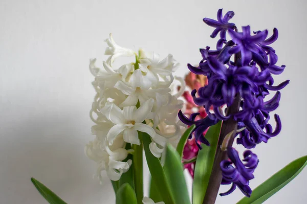 Hyacinthus Orientalis Ornamental Hermosa Planta Floración Primaveral Grupo Flores Brillantes —  Fotos de Stock