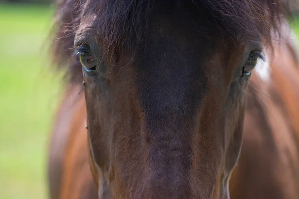 Donkerbruin Paardenportret Met Oogcontact Mooi Harig Dier Detailweergave — Stockfoto