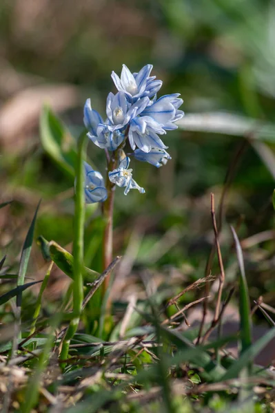 Puschkinia Scilloides Flores Bulbosas Primavera Temprana Flor Pequeña Planta Floración — Foto de Stock