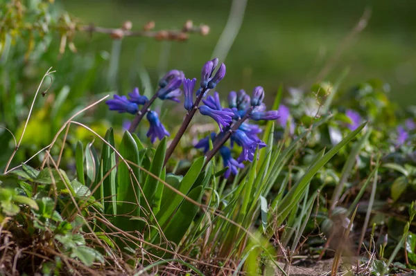 Hyacinthus Orientalis Ornamental Hermosa Planta Floración Primavera Grupo Flores Brillantes — Foto de Stock