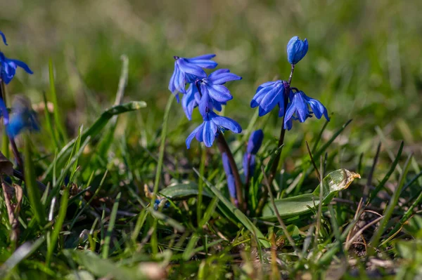 Scilla Siberica Flores Azules Flor Planta Floreciente Calambre Madera Siberiana — Foto de Stock