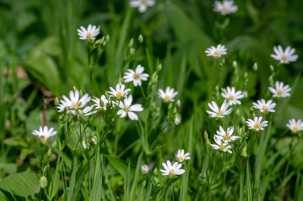 Rabalera Stellaria Holostea Daha Büyük Dikişotu Çiçek Açmış Daimi Çiçekleri — Stok fotoğraf