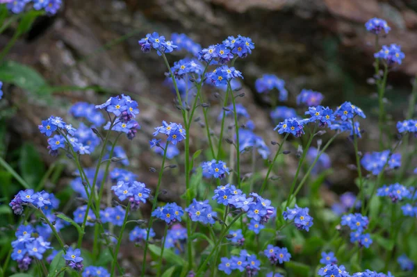 Myosotis Sylvatica Wood Forget Beautiful Flowers Bloom Wild Plants Flowering — Stock Photo, Image