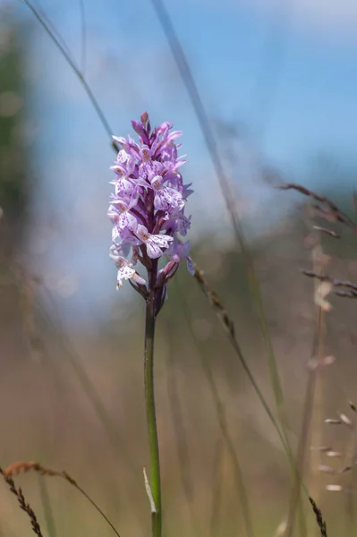 Dactylorhiza Fuchsii Vanliga Prickig Orkidé Blommor Blom Fantastisk Vacker Lila — Stockfoto