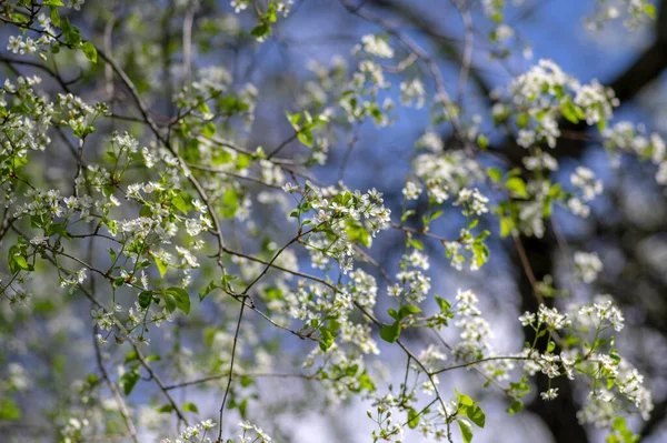 Prunus Mahaleb 체리밝은 아름다운 꽃송이들 — 스톡 사진