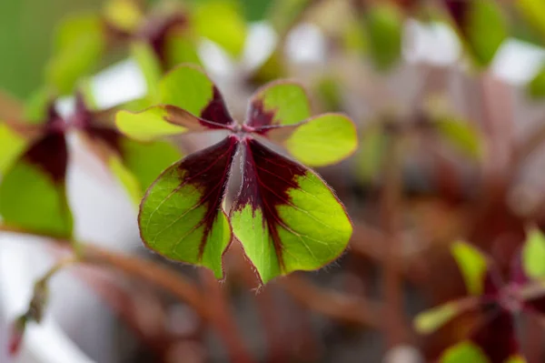 Oxalis Deppei Tetraphylla Group Green Leaves Dayligt Lucky Clover Ornamental — Stock Photo, Image