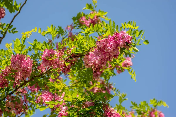 Robinia Pseudoacacia Ornamental Árbol Flor Cultivo Bata Púrpura Florecimiento Ramo — Foto de Stock