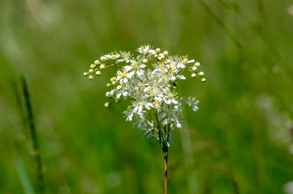 Filipendula Vulgaris Fern Leaf Dropwort White Flowering Plant Meadow Detail — Stock Photo, Image