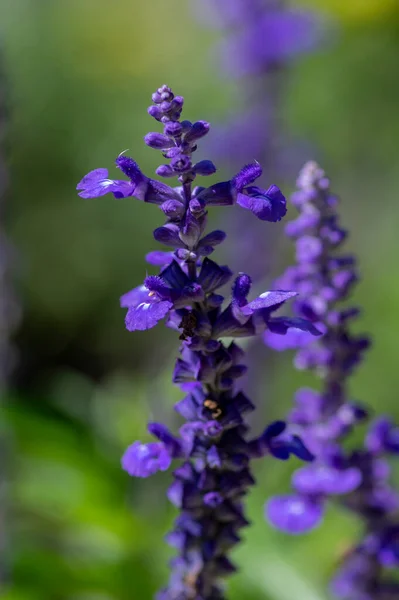 Salvia Farinacea Mealycup Šalvěj Krásné Fialové Modré Květy Bllom Moučnaté — Stock fotografie