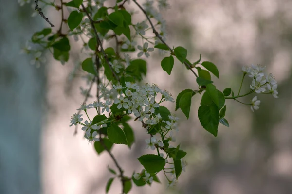 Вишня Чернослив Вишня Ярко Белые Цветущие Ветви Деревьев Красивые Маленькие — стоковое фото