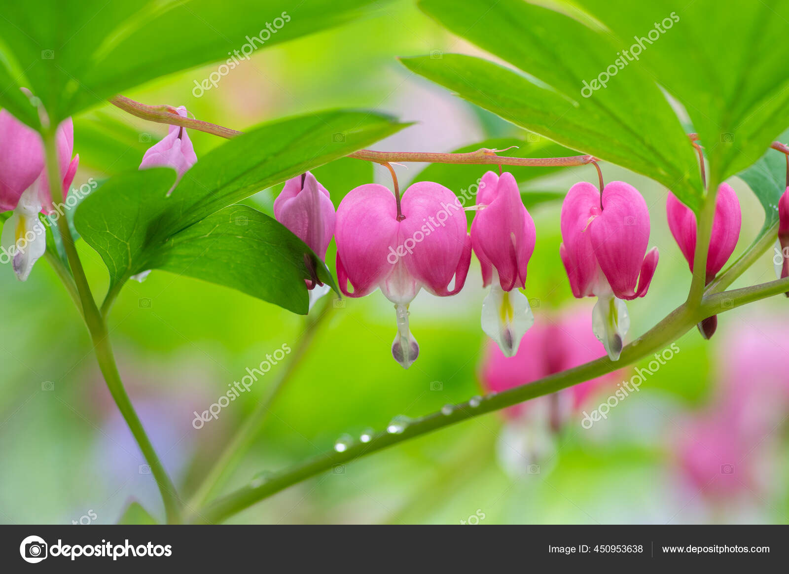 双子叶心血心花在心形中绽放美丽的兰帕普诺斯粉红的花朵枝条上的绿叶春天的观赏园 图库照片 C Ivusakzkrabice