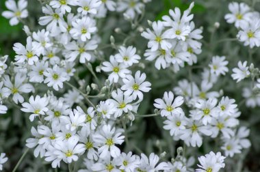 Serastium tomentosum, yaz çiçekleri, çiçek açan bir grup çiçek, süs bahçesinde beyaz taç yaprakları, alp kayası bitkileri.