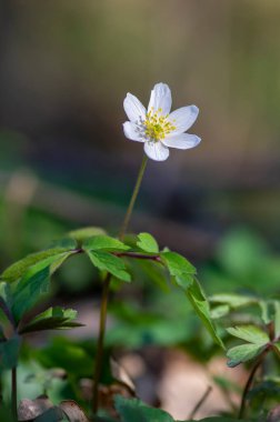 Anemonoides nemorosa ağacından şakayık çiçekleri çiçek açmış, bahar zamanı çiçek açan güzel yabani bitkiler sürüsü