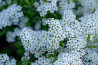 Spiraea Cinerea beyaz çiçek açan bitki dalları, Gri Grefsheim güzel süs çiçekleri yeşil yapraklarla çiçek açmış.