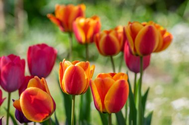 Gökkuşağı renginde çeşitli laleler, güneş ışığında güzel renk buketleri, yeşil gövde ve yapraklarla muhteşem bir bahçe alanı.