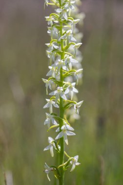 Platanthera bifolia beyaz yabani daha az kelebek orkide çiçekleri çiçek açan güzel çayır orkideleri yeşil çimenlerdeki çiçekler