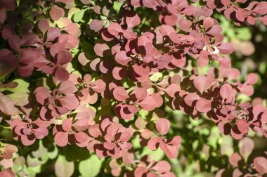 Berberis thunbergii Japon böğürtlen süsleme çalısı, dallarda yeşil, mor ve kırmızımsı yapraklar grubu