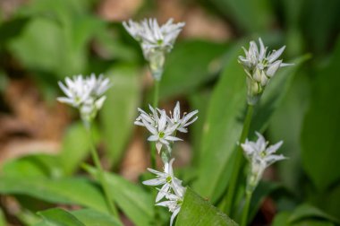 Allium ursinum yaban ayıları çiçek açmış sarımsak çiçekleri, beyaz rason tomurcukları çiçek açan bitkiler, yenilebilir yeşil sağlıklı yapraklar.